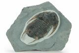 Lower Cambrian Trilobite (Neltneria) - Issafen, Morocco #227785-1